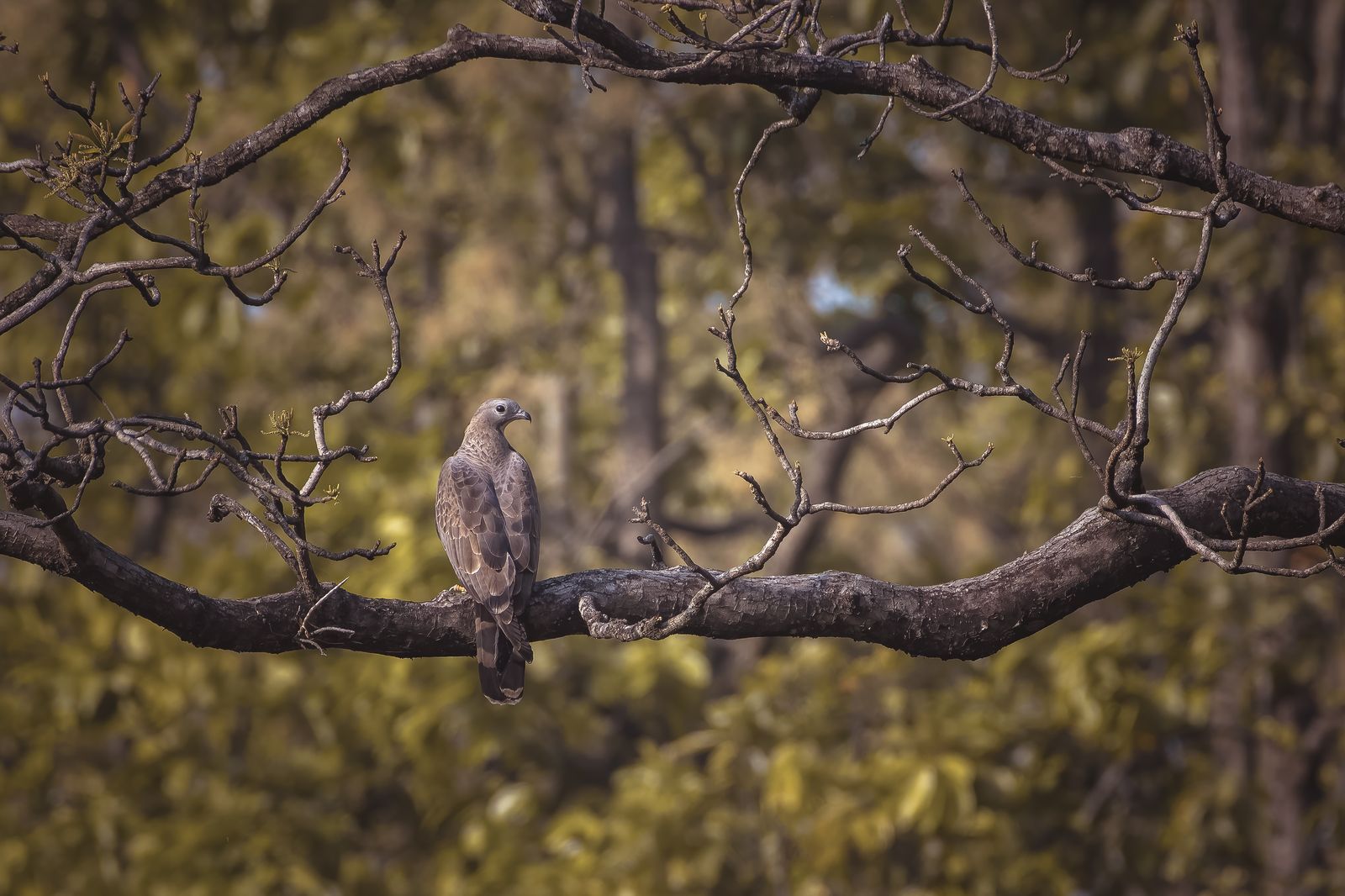 honey buzzard